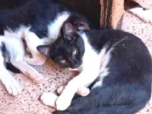 Gato raça Felino SRD idade 2 a 6 meses nome Irmãos frajola