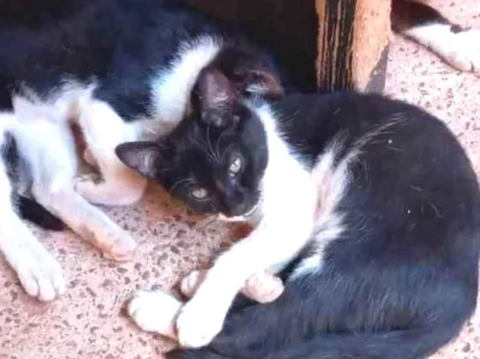 Gato ra a Felino SRD idade 2 a 6 meses nome Irmãos frajola