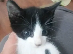Gato raça SRD idade 2 a 6 meses nome MAGOO FILHOTINHO