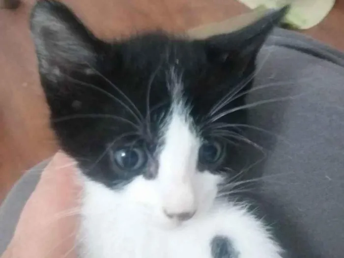 Gato raça SRD idade 2 a 6 meses nome MAGOO FILHOTINHO