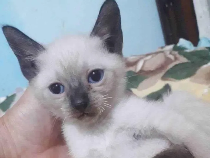 Gato raça SRD idade 2 a 6 meses nome GREY FILHOTINHA