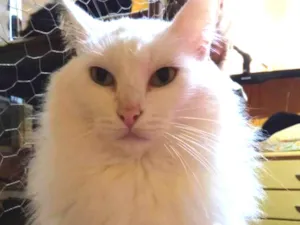 Gato raça Sem Raça Definida idade 5 anos nome LINDA Castrada