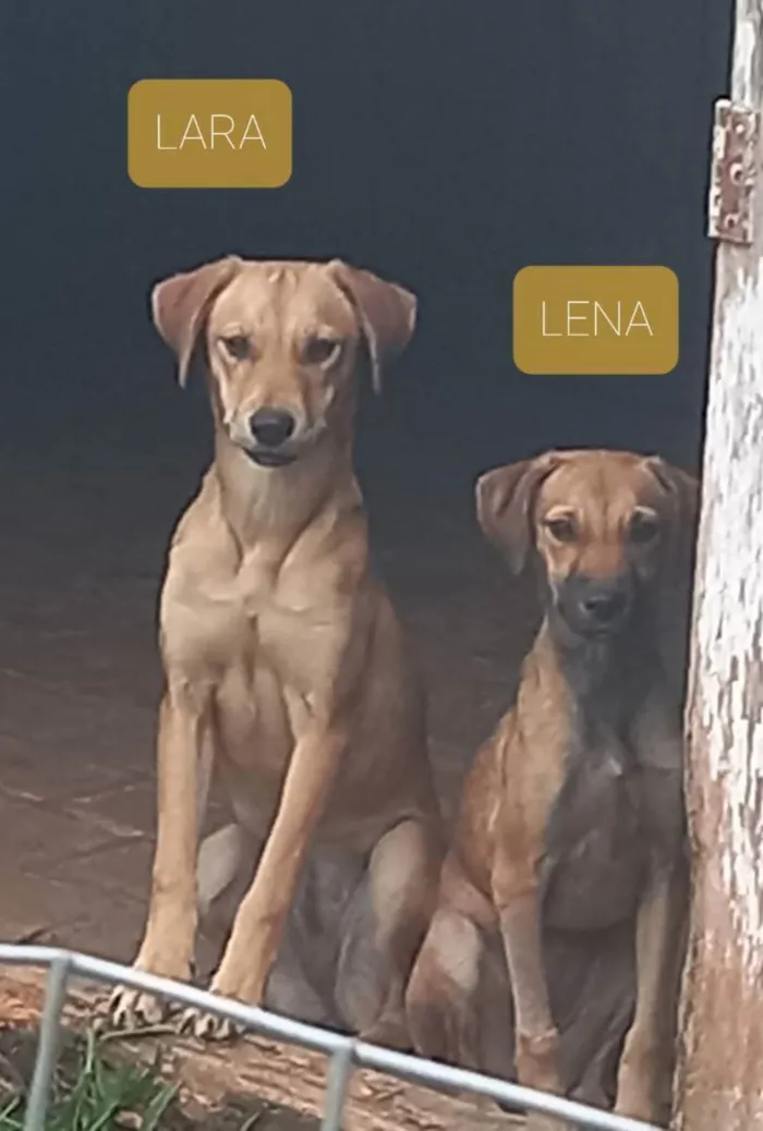 Cachorro ra a SRD idade 1 ano nome Animais abandonados 