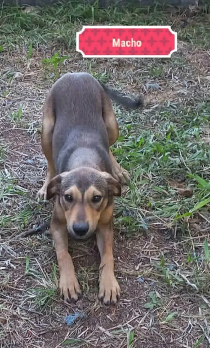 Cachorro ra a SRD idade 1 ano nome Animais abandonados 