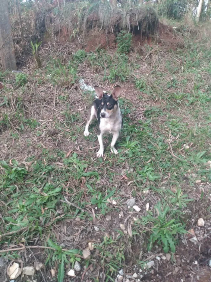 Cachorro ra a SRD idade 1 ano nome Animais abandonados 