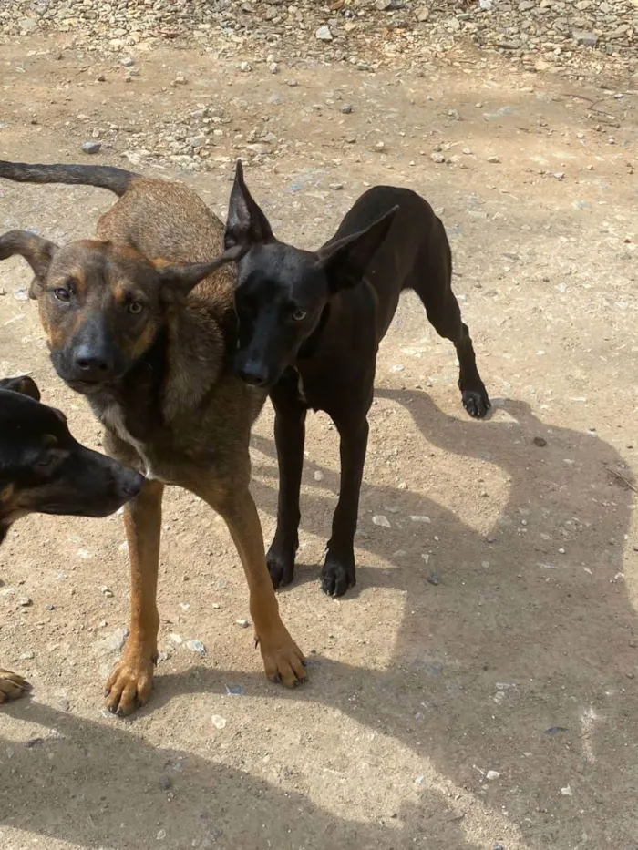 Cachorro ra a SRD idade 1 ano nome Animais abandonados 