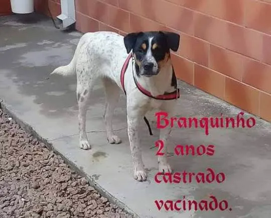 Cachorro ra a SRD idade 3 anos nome Floquinho