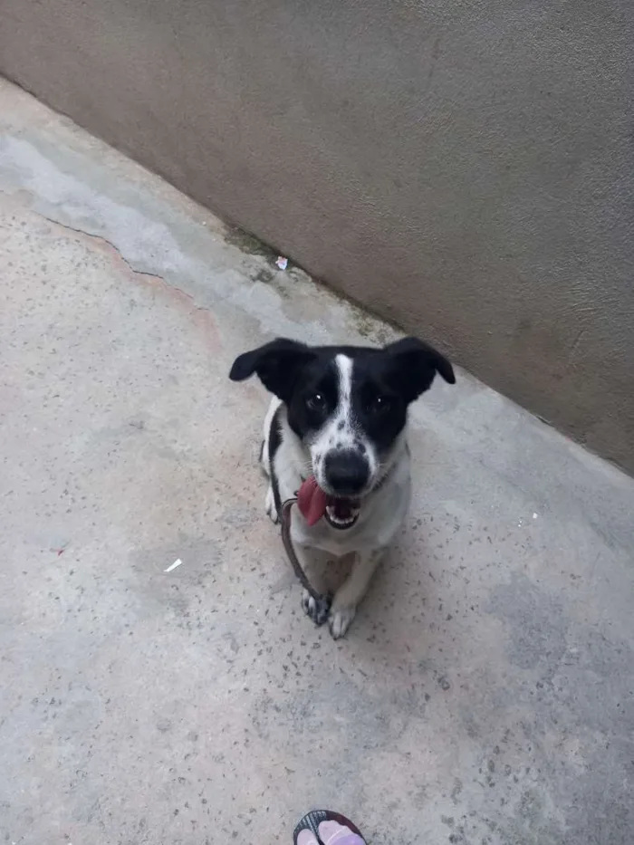 Cachorro ra a Indeferido  idade 1 ano nome Mel