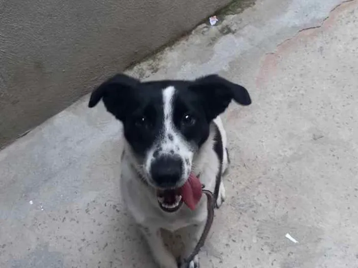 Cachorro ra a Indeferido  idade 1 ano nome Mel