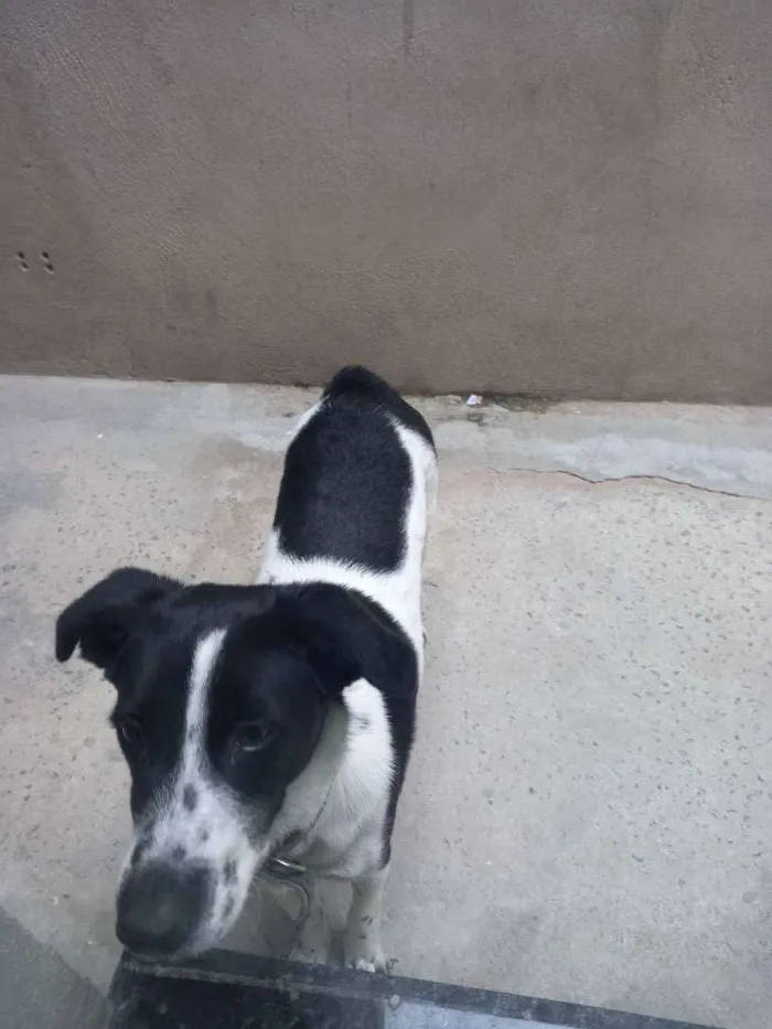 Cachorro ra a Indeferido  idade 1 ano nome Mel