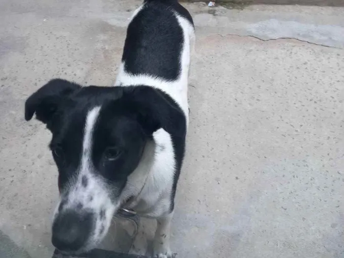 Cachorro ra a Indeferido  idade 1 ano nome Mel