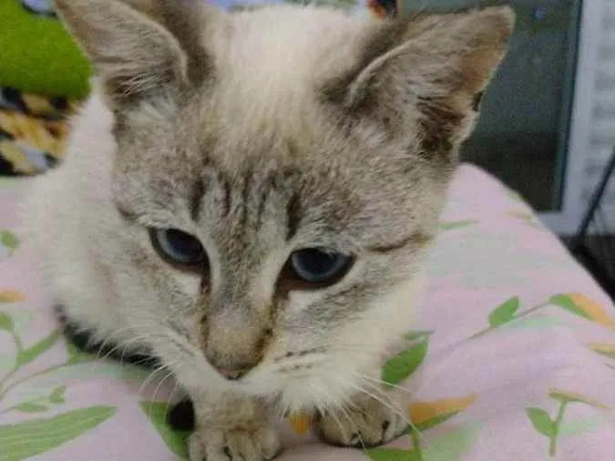 Gato raça Srd idade 2 a 6 meses nome Estrela 