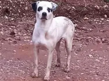 Cachorro ra a SRD idade 1 ano nome Animais abandonados 