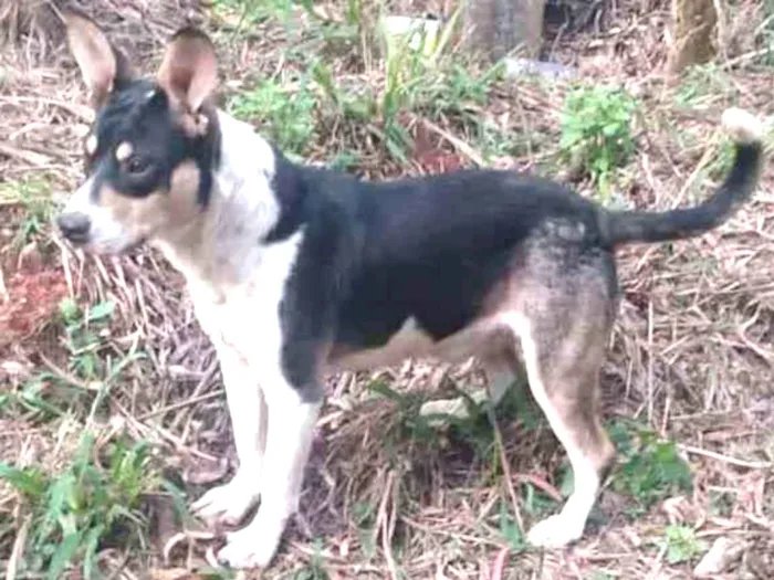 Cachorro ra a SRD idade 1 ano nome Animais abandonados 