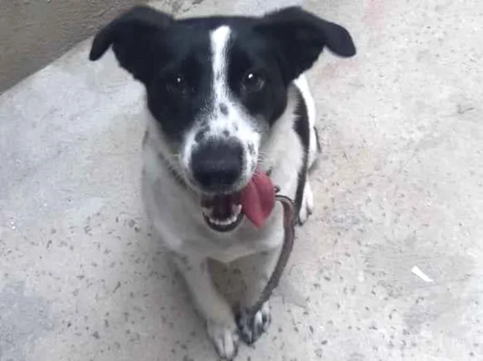 Cachorro ra a Indeferido  idade 1 ano nome Mel