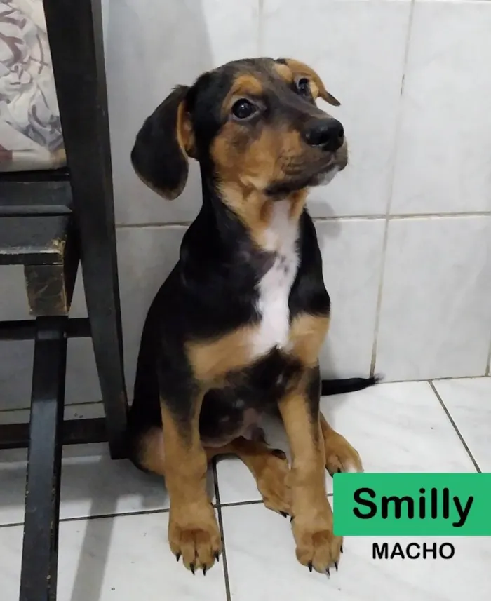 Cachorro raça SRD idade 2 a 6 meses nome Smilly e Marrom