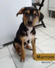Cachorro raça SRD idade 2 a 6 meses nome Smilly e Marrom