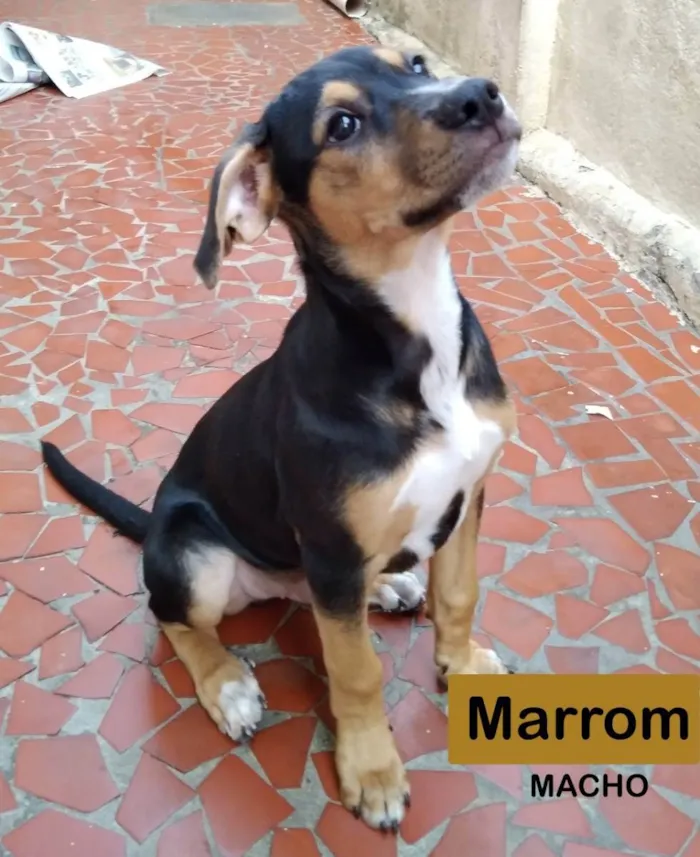 Cachorro raça SRD idade 2 a 6 meses nome Smilly e Marrom