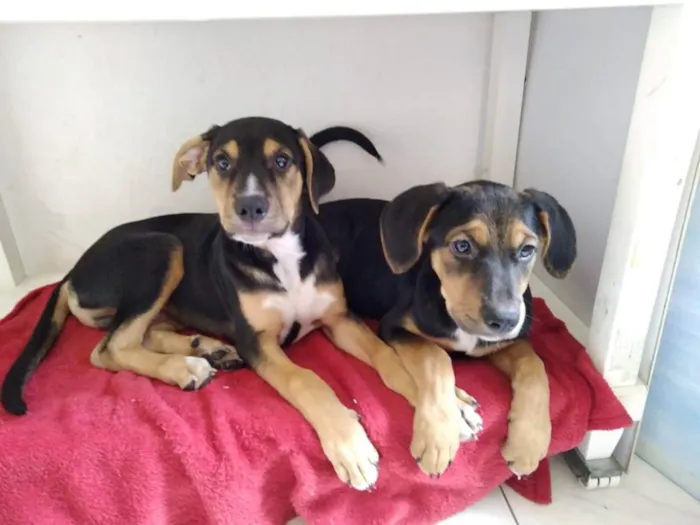 Cachorro raça SRD idade 2 a 6 meses nome Smilly e Marrom