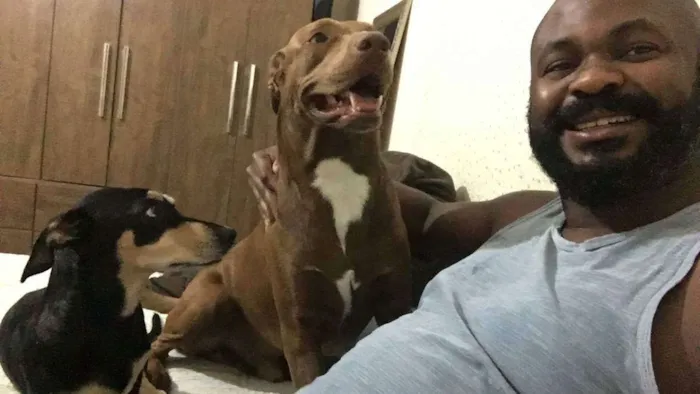 Cachorro raça Labrador com putbull idade 2 a 6 meses nome Chico