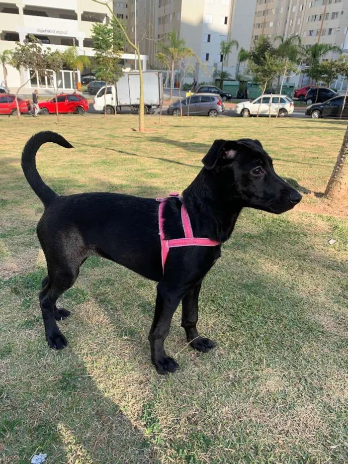 Cachorro ra a Sem raça definida  idade 2 a 6 meses nome Amora