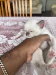 Gatinhos novinhos