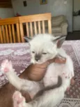 Gatinhos novinhos