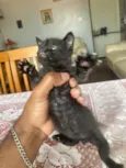 Gatinhos novinhos