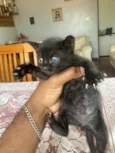 Gatinhos novinhos