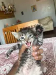 Gatinhos novinhos