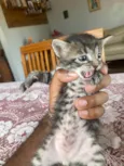 Gatinhos novinhos
