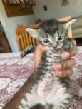 Gatinhos novinhos