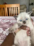 Gatinhos novinhos
