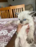 Gatinhos novinhos