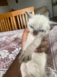 Gatinhos novinhos