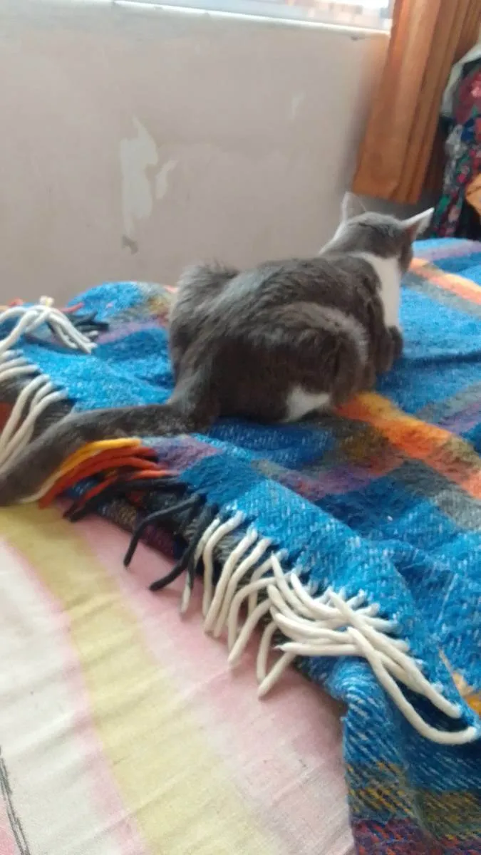 Gato raça SRD idade 2 a 6 meses nome Scheilla