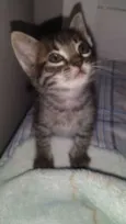 Nina