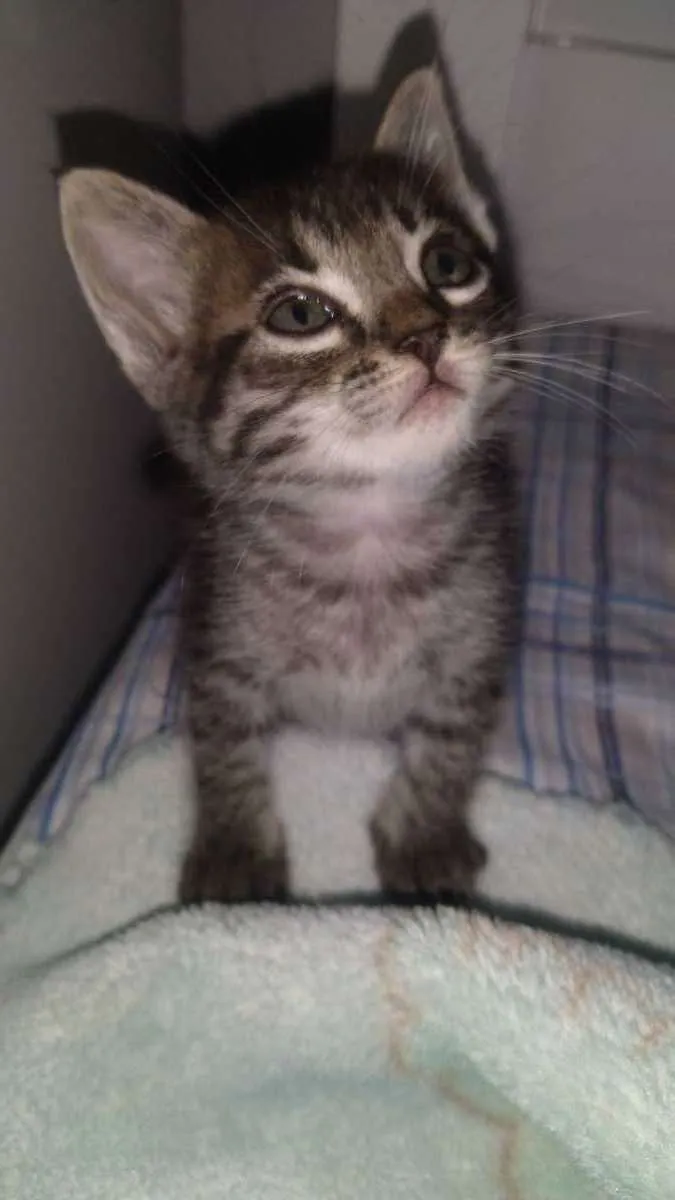 Gato raça Minecom idade Abaixo de 2 meses nome Nina