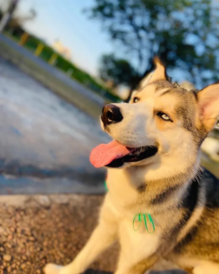 Cachorro ra a Husky siberiano  idade 1 ano nome Loki