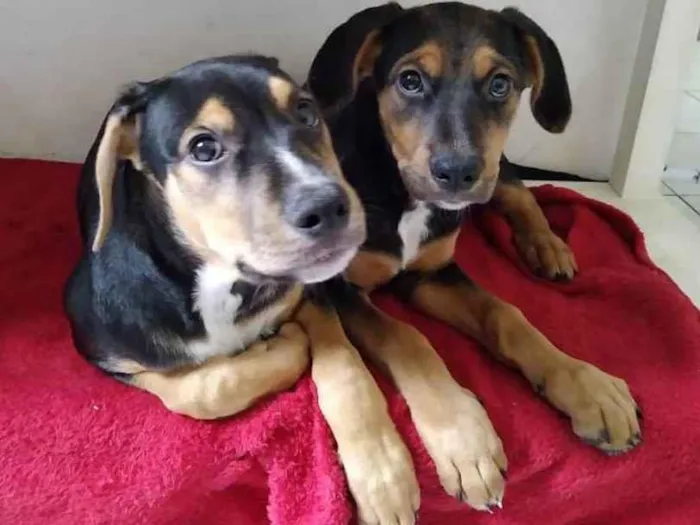 Cachorro raça SRD idade 2 a 6 meses nome Smilly e Marrom