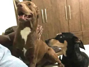 Cachorro raça Labrador com putbull idade 2 a 6 meses nome Chico