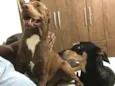 Chico