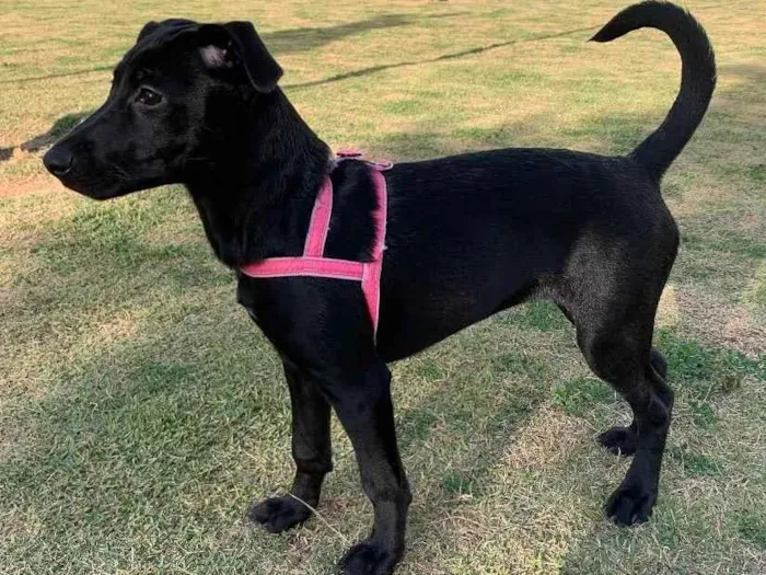 Cachorro ra a Sem raça definida  idade 2 a 6 meses nome Amora