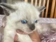 Gatinhos novinhos