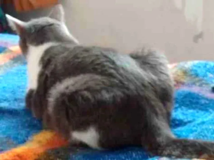 Gato raça SRD idade 2 a 6 meses nome Scheilla