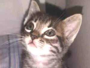 Gato raça Minecom idade Abaixo de 2 meses nome Nina