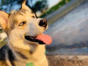 Cachorro raça Husky siberiano  idade 1 ano nome Loki