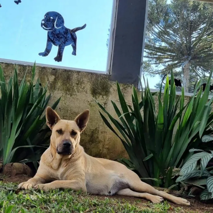 Cachorro ra a Srd idade 5 anos nome GEMA