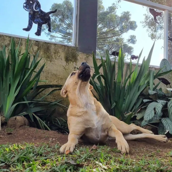 Cachorro ra a Srd idade 5 anos nome GEMA