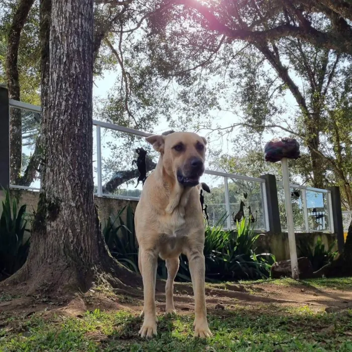 Cachorro ra a Srd idade 5 anos nome GEMA
